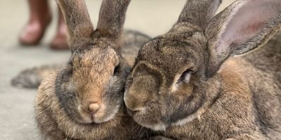 Rabbit Awareness Week 