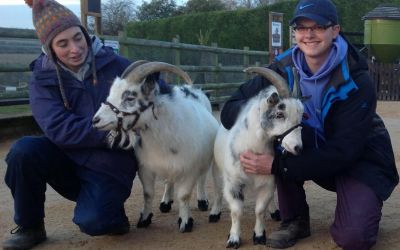 Goats - Manor Farm