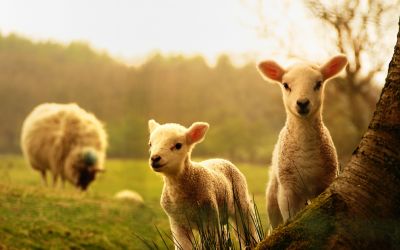 Lambs born in Half Term