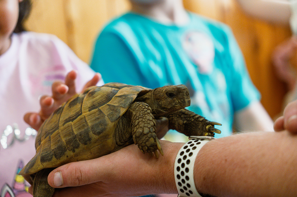 80th birthday tortoise
